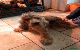 Cockapoo dogs for sale: F1 Chocolate Choc/Tan and Gold Cockapoo Puppies - Image 16