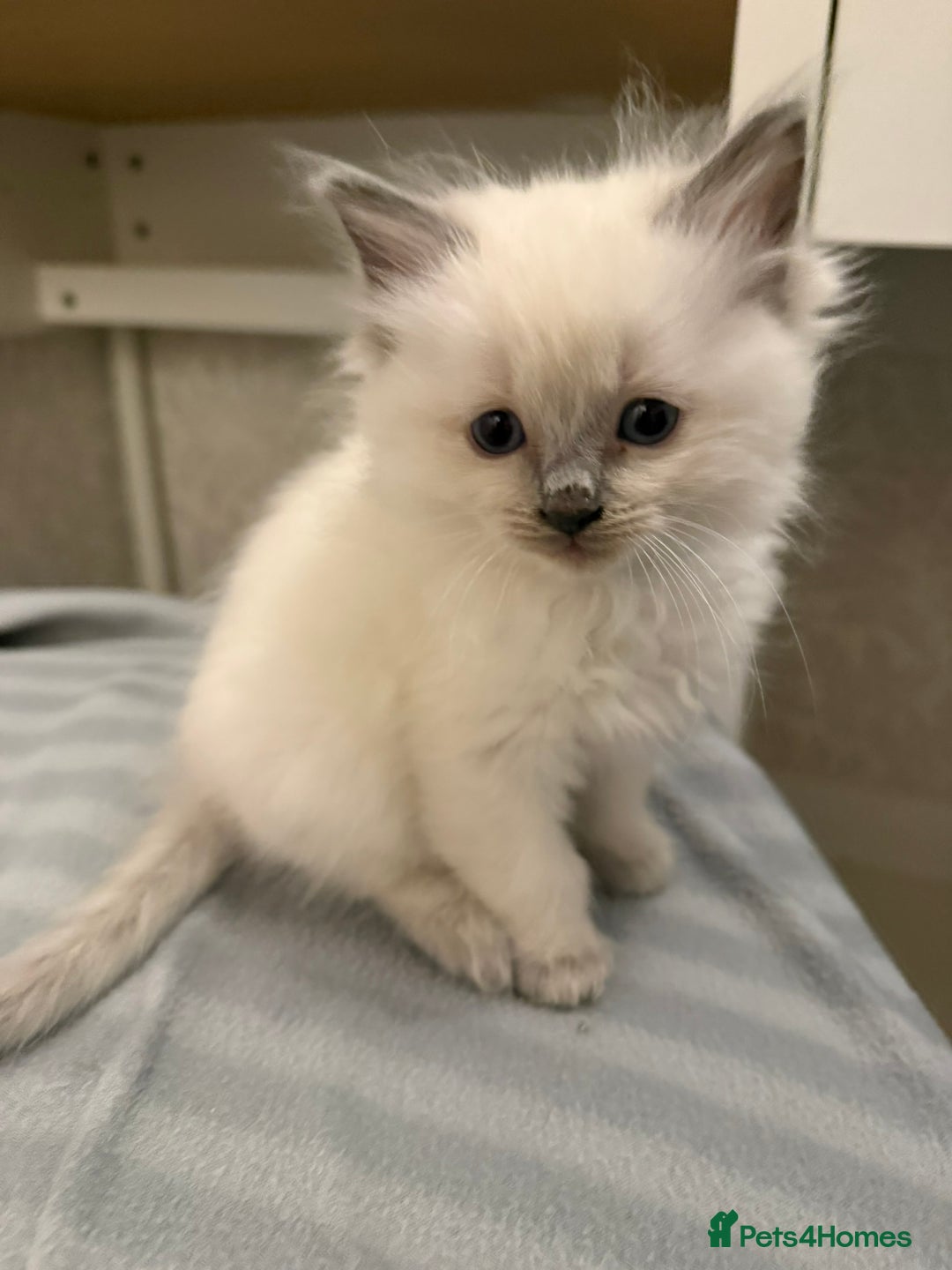 Ragdoll cats for sale: GCCF registered Pedigree Ragdoll kittens - Advert 18