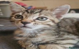 Mixed Breed cats for sale: Bengal cross kittens. 4 left!!! - Image 7