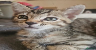 Mixed Breed cats - Advert 11