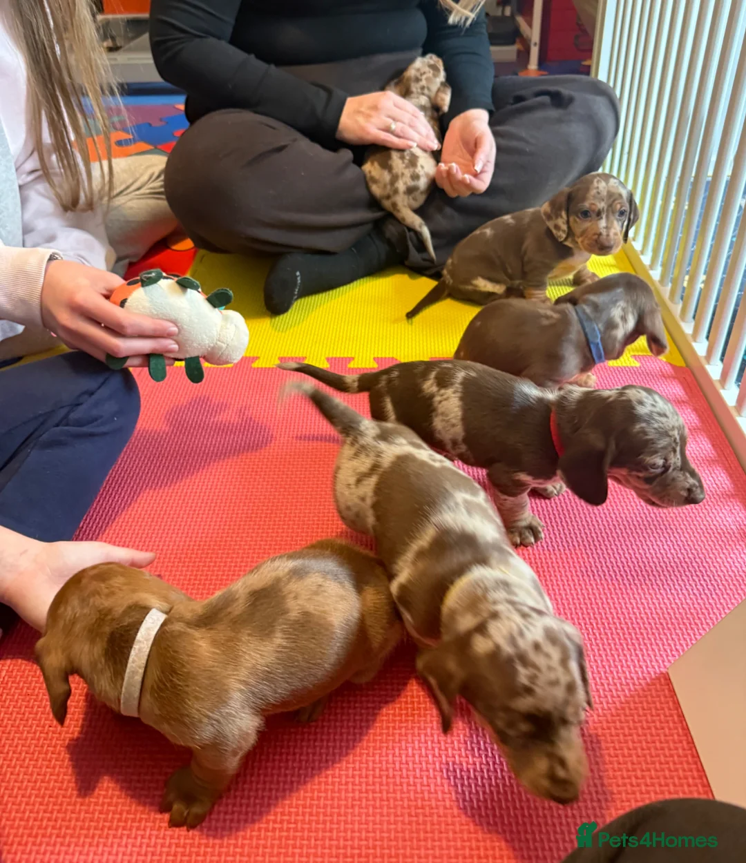 Miniature Dachshund dogs for sale: KC Reg Chocolate Cream Dapple Mini Dachshund - Advert 2