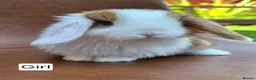 Mini Lop rabbits for sale: Beautiful mini lop babies  - Advert 2