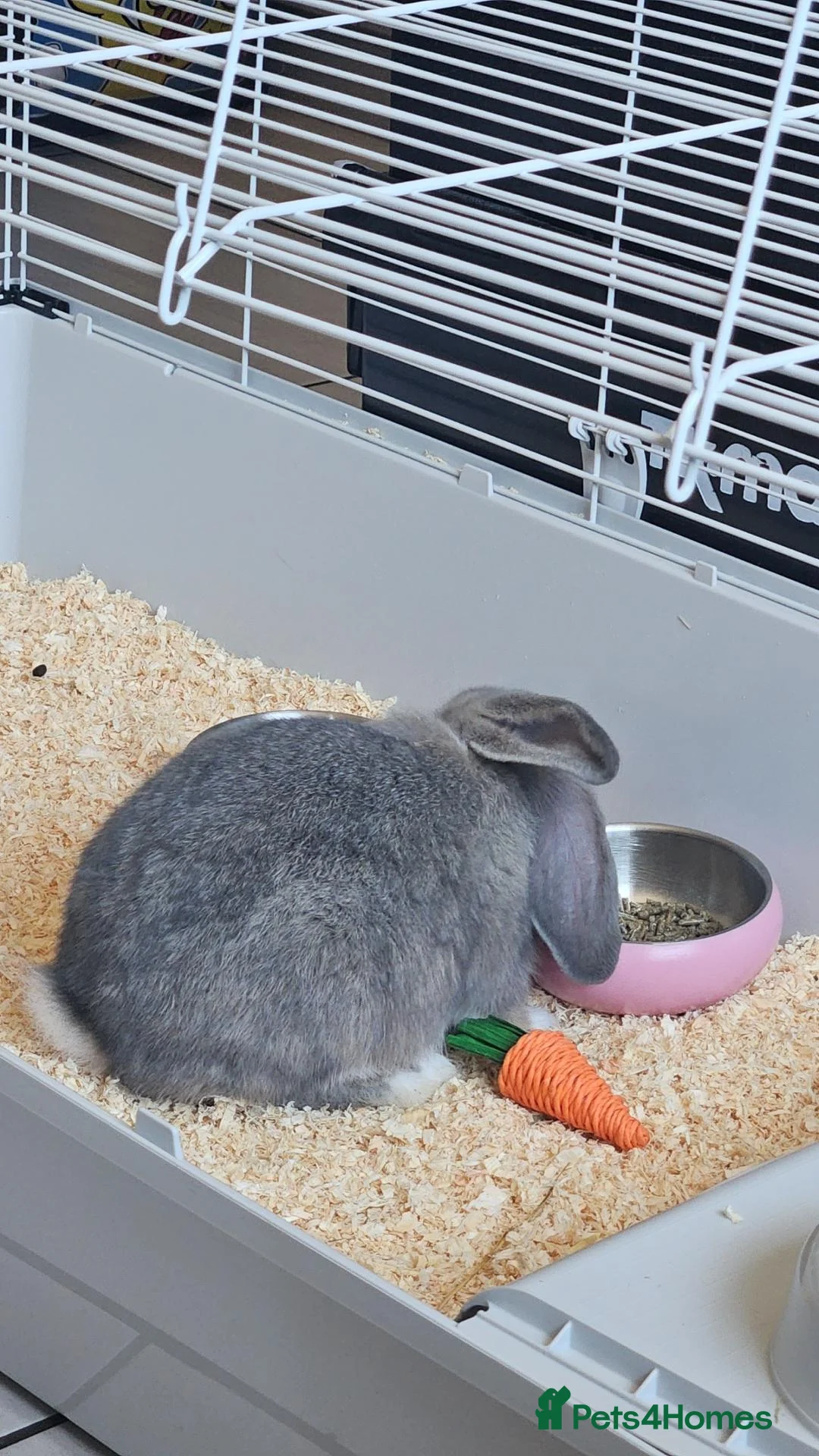 Mixed Breed rabbits for sale: Grey and white rabbit in Poole - Advert 2