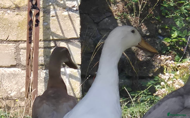 Ducks poultry - Advert 1