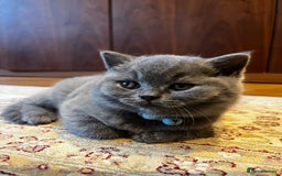 British Shorthair cats for sale: London: GCCF Pedigree British Blue Shorthair Girls - Image 3