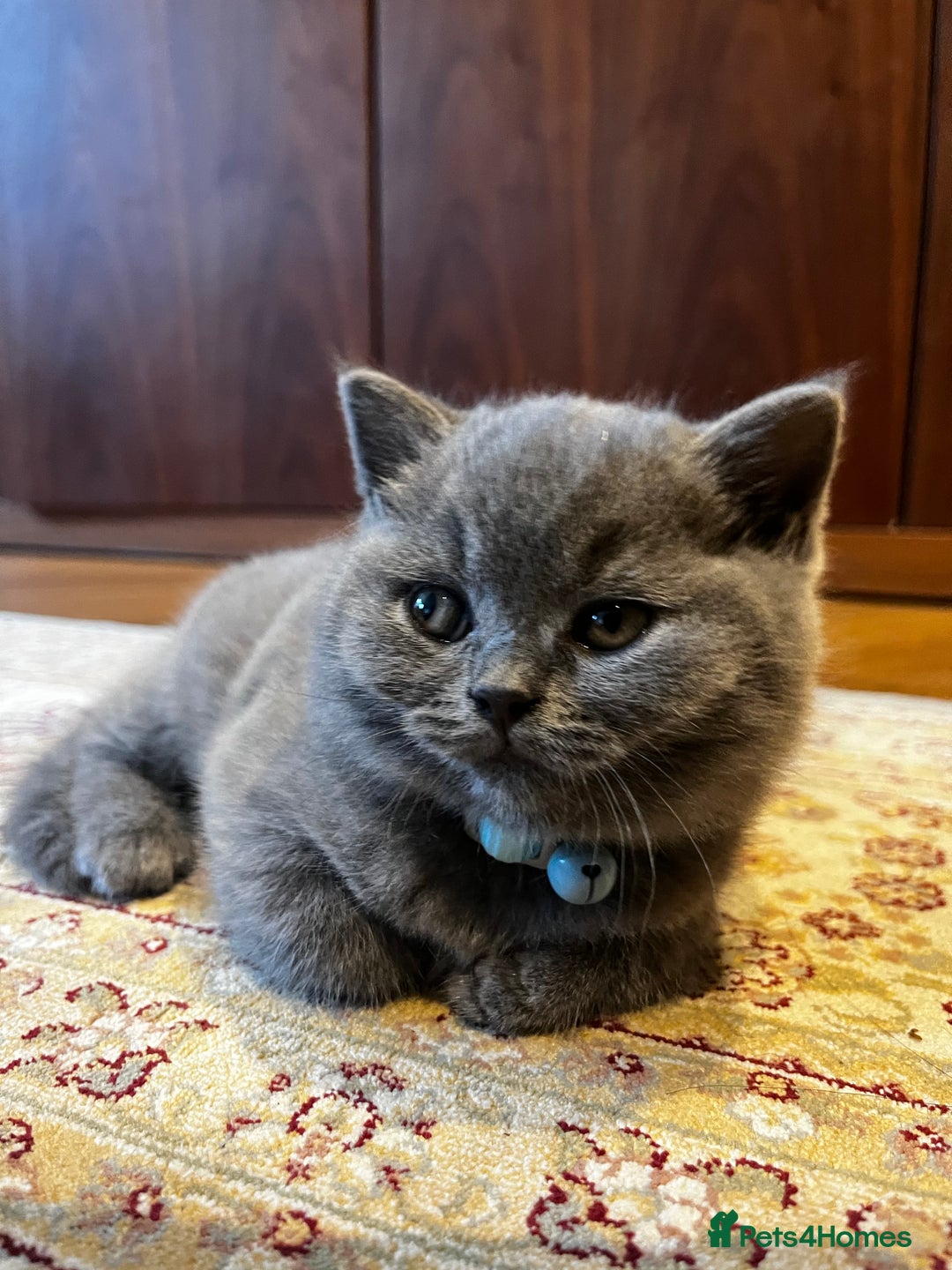 British Shorthair cats for sale: London: GCCF Pedigree British Blue Shorthair Girls - Image 3