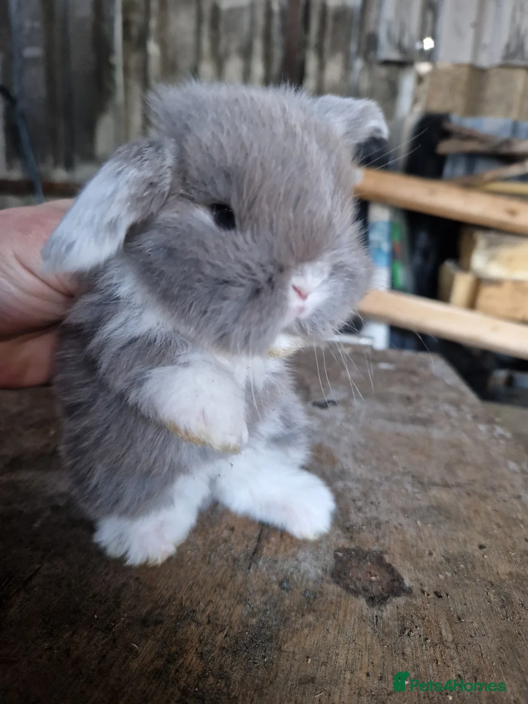 Mini Lop rabbits for sale: Baby Mini Lops - Advert 2