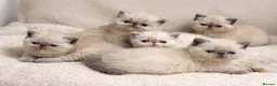 Exotic cats for sale: 🌟 Exotic x Persian Blue Point Kittens 🌟 - Advert 1