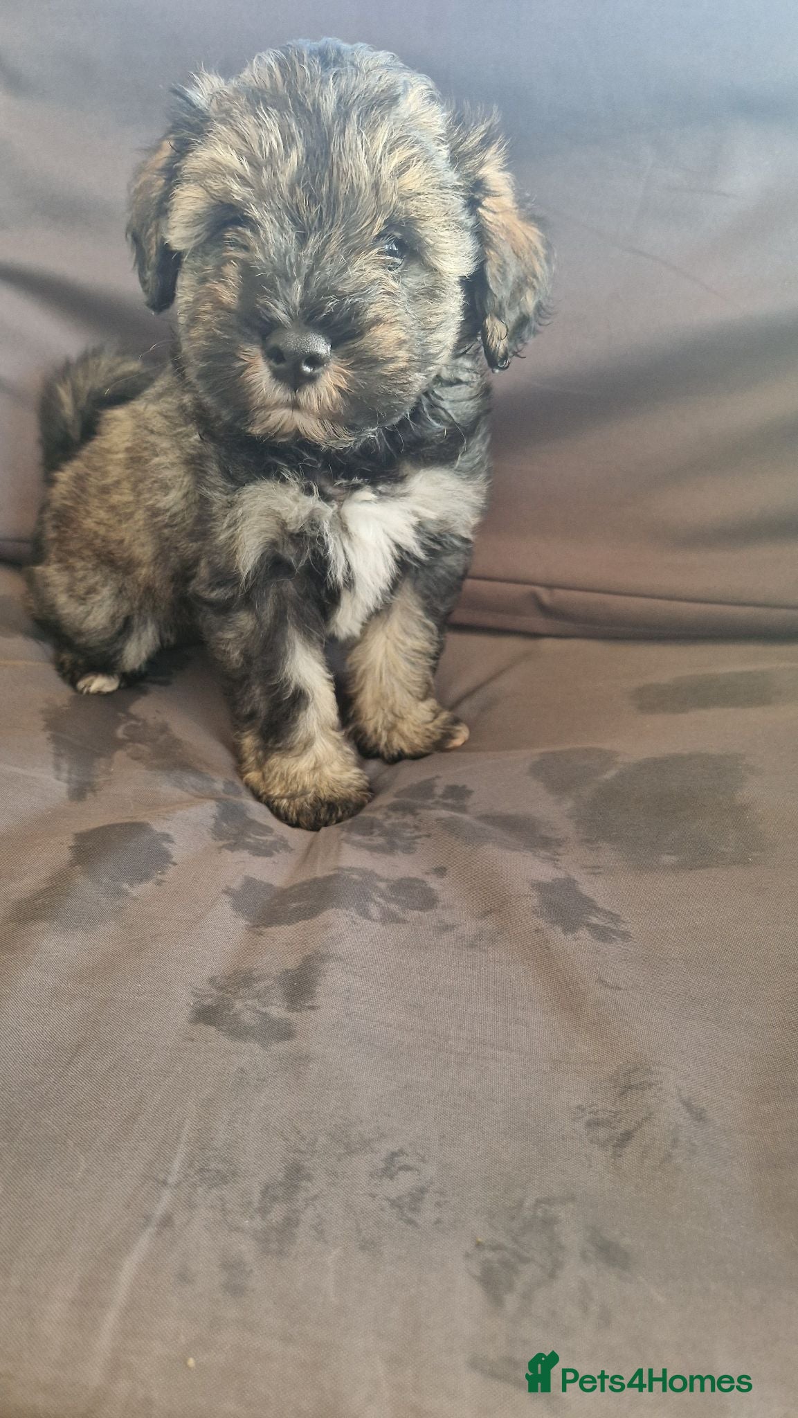 Miniature Schnauzer dogs Miniature schnauzer puppies  - Advert 5