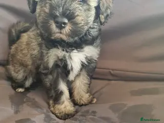 Miniature Schnauzer dogs Miniature schnauzer puppies - Advert 5