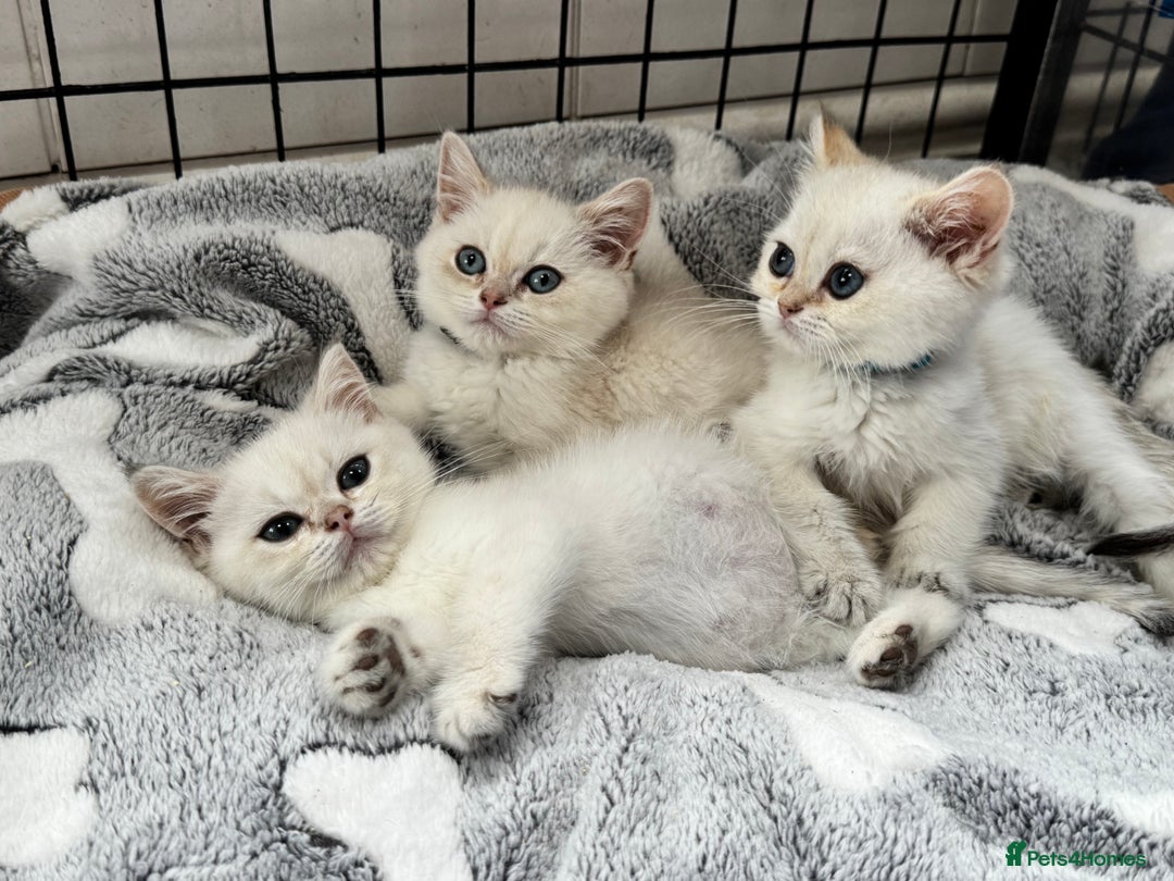 British Shorthair cats for sale: Champion sired Golden Colourpoint Kittens  - Image 2