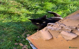 Mixed Breed cats for sale: Adult girl for adoption - Image 5