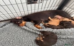 Cockapoo dogs for sale: beautiful merle cockapoo pups, ready 19th August - Image 15