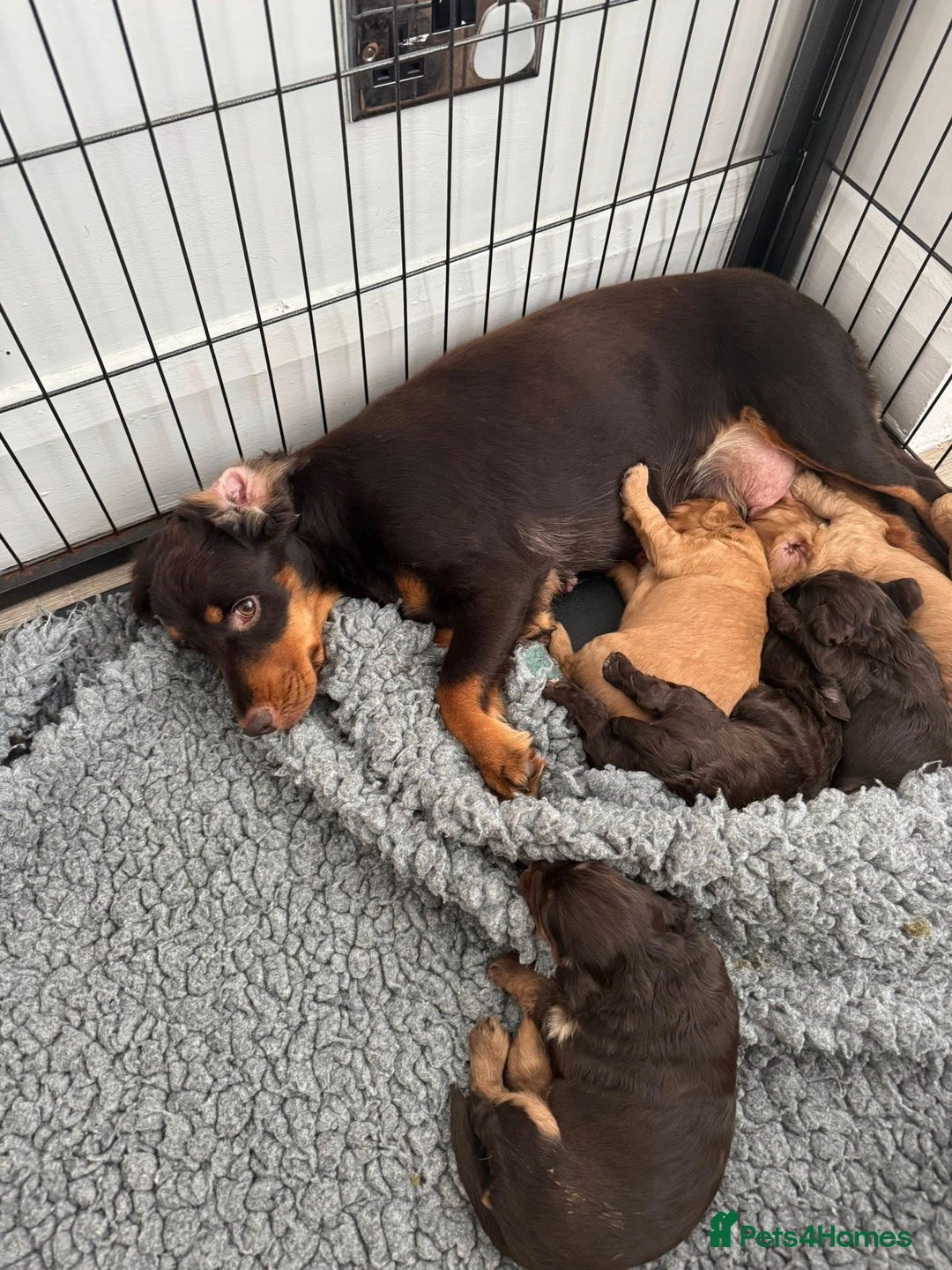 Cockapoo dogs for sale: beautiful merle cockapoo pups, ready 19th August - Image 15