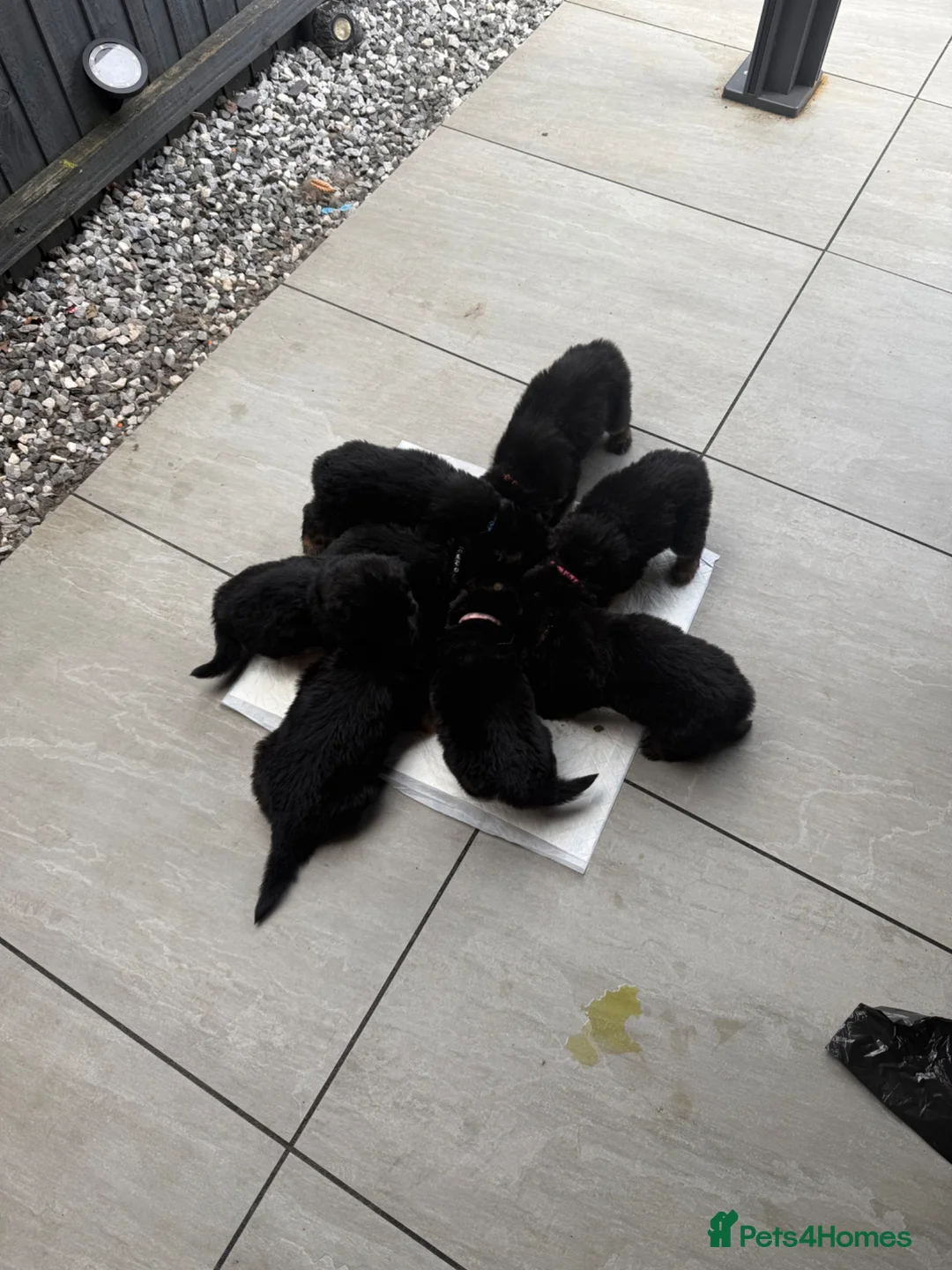 German Shepherd dogs for sale: German shepherd puppies  - Advert 2
