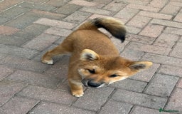 Japanese Shiba Inu dogs for sale: 🐾 Shiba Inu Puppies Available in London - Image 10