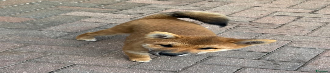 Japanese Shiba Inu Puppy 4