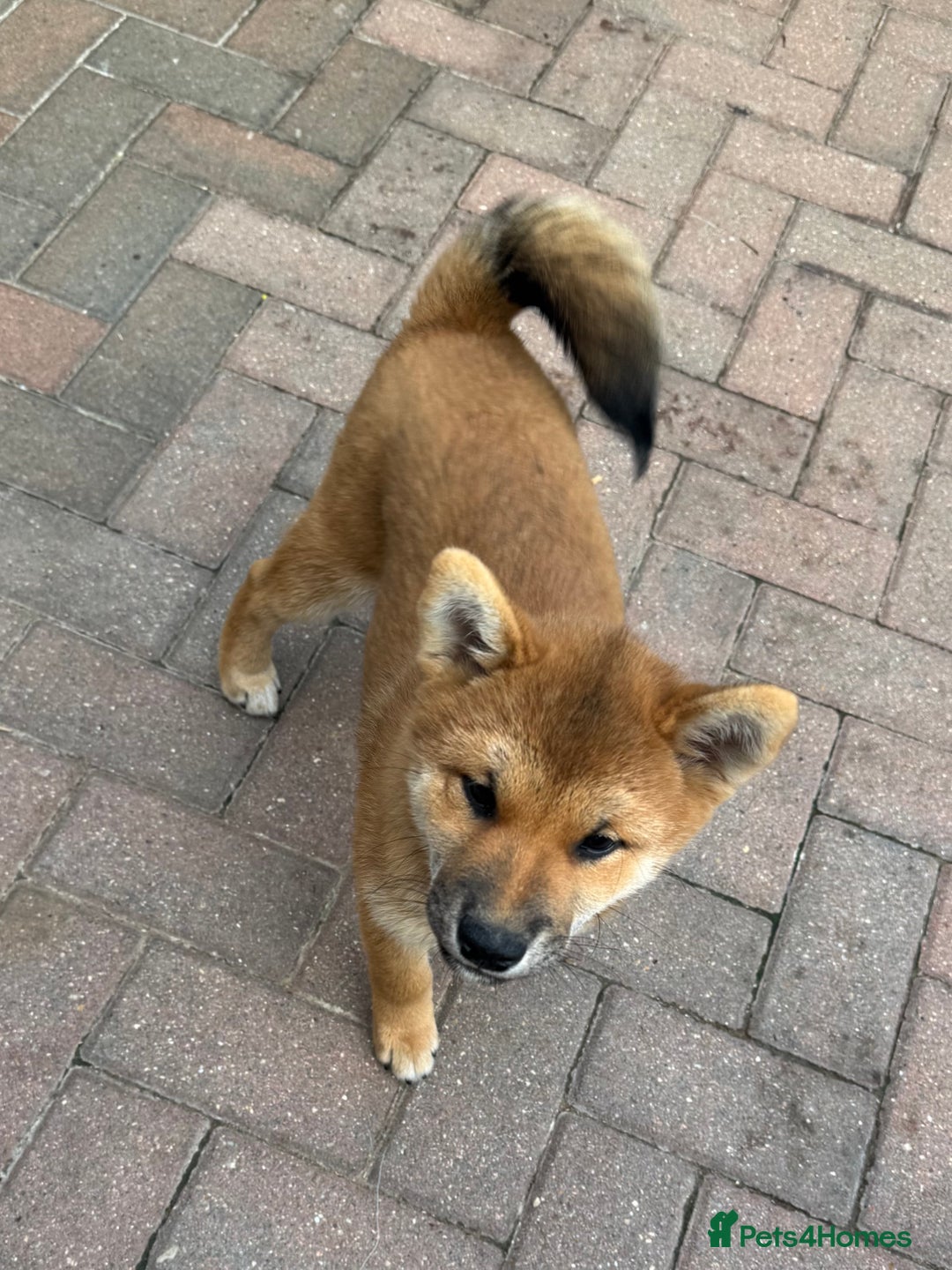 Japanese Shiba Inu dogs for sale: 🐾 Shiba Inu Puppies Available in London - Image 10