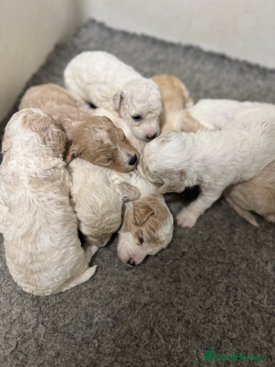 Cavapoochon dogs for sale: Cavapoochon puppies  - Image 26