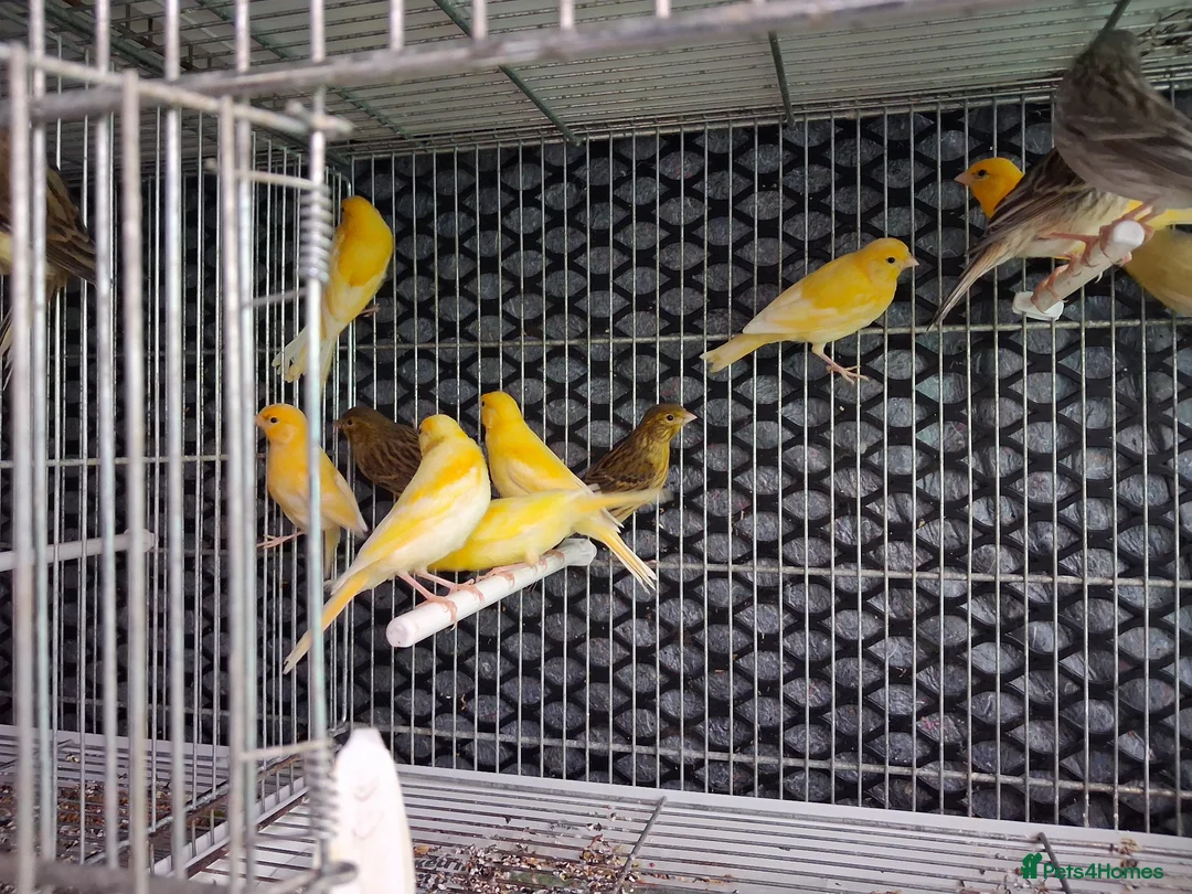 Canaries birds for sale: Cnarries  for sale  - Advert 1