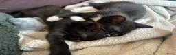 Mixed Breed cats for sale: Last male kitten looking for his new home  in Bracknell - Advert 3