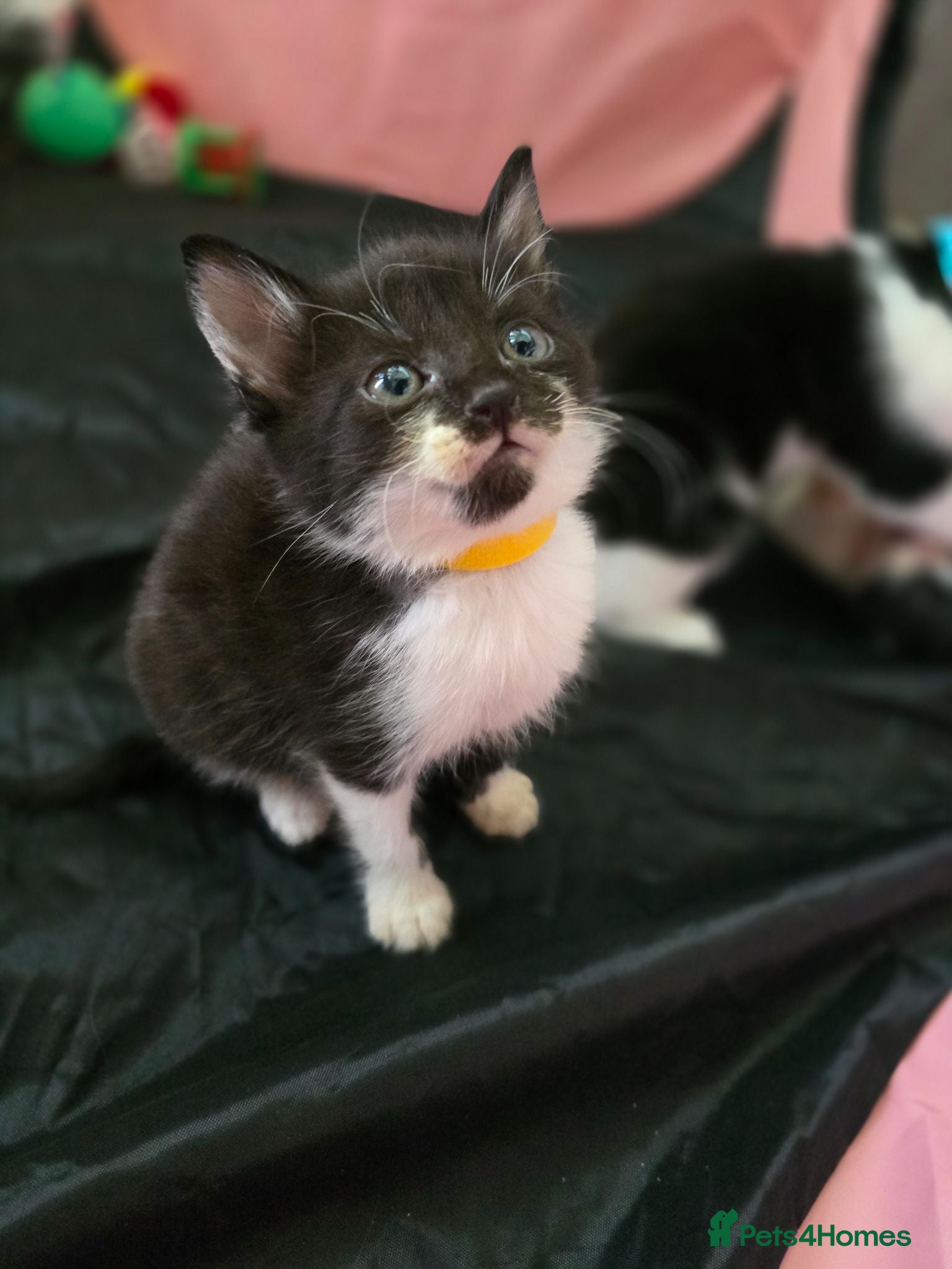 Mixed Breed cats Kittens ready to go! - Advert 14