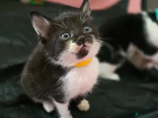 Mixed Breed cats Kittens ready to go! - Advert 14