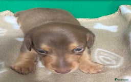 Dachshund dogs for sale: 3 beautiful/stunning dachshund puppies   - Advert 12