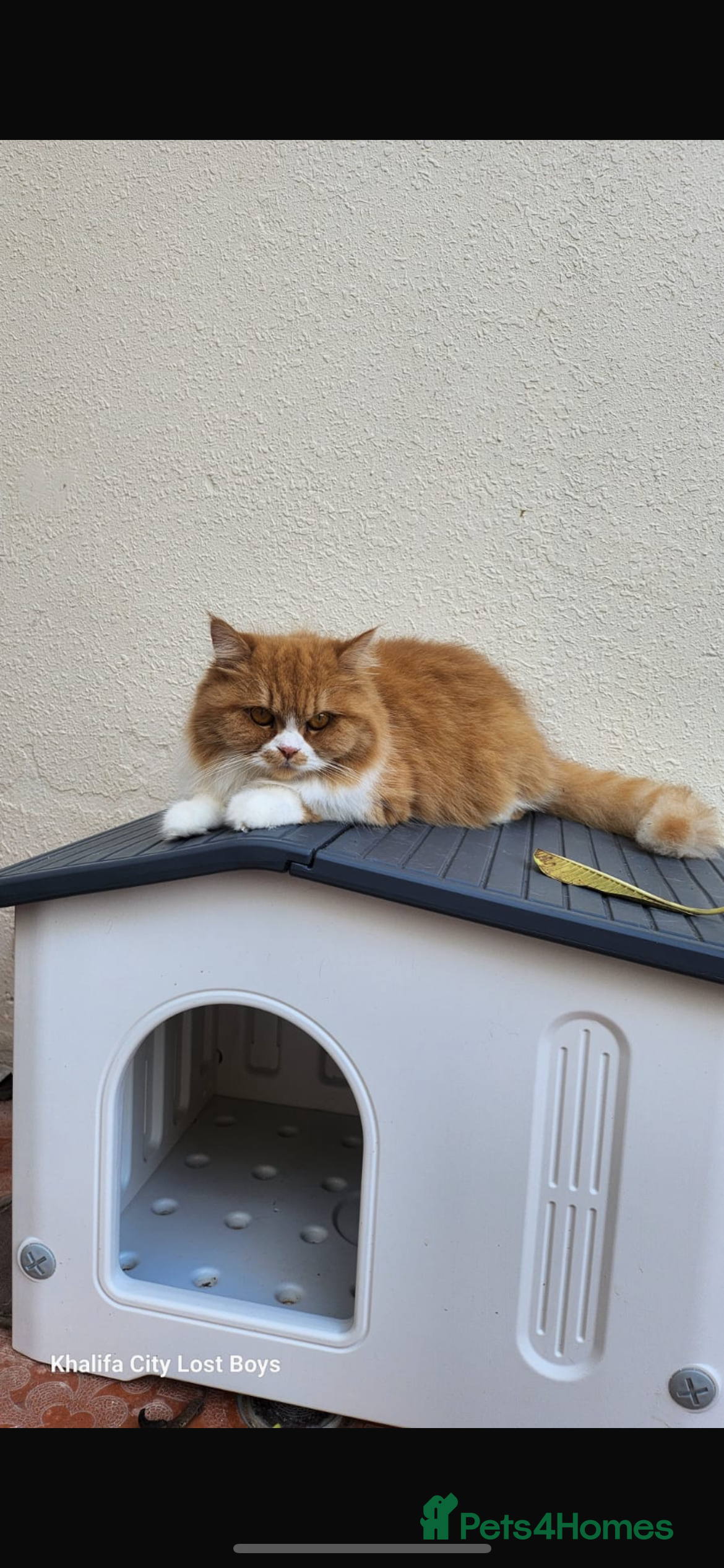 Mixed Breed cats Yara girl - Advert 9