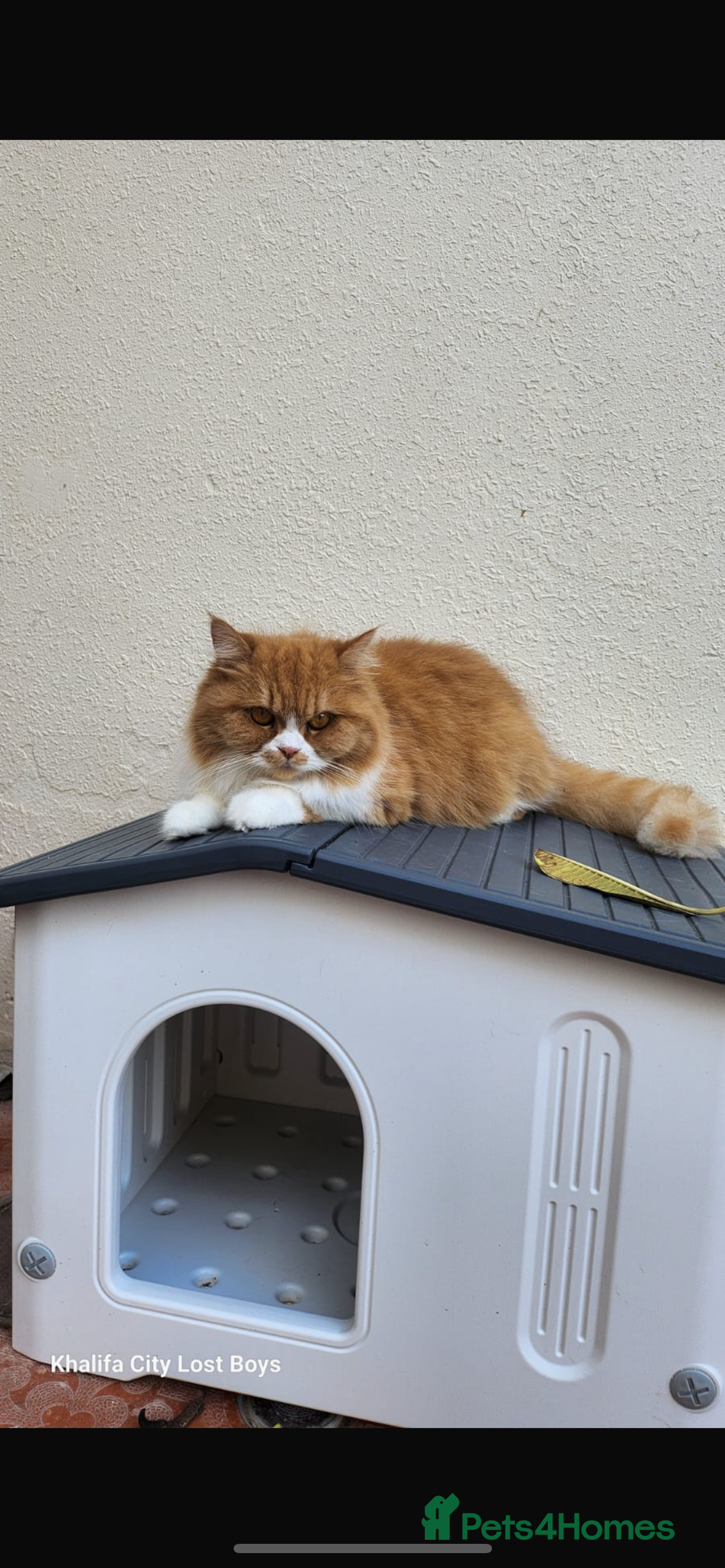 Mixed Breed cats for adoption: Yara girl - Image 1