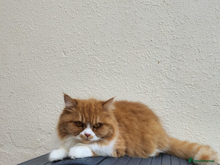 Mixed Breed cats - Advert 12