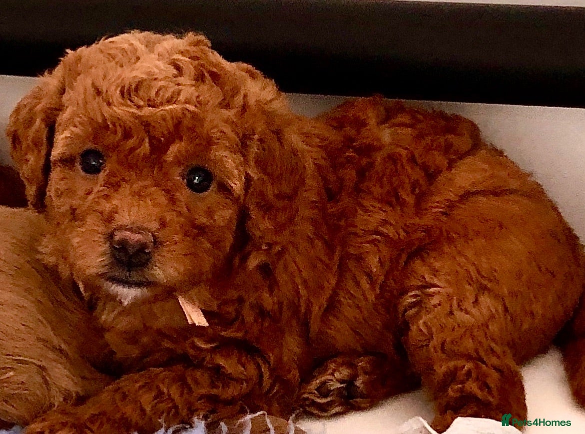 Labradoodle dogs keiras red fox miniature labradoodles  - Advert 1