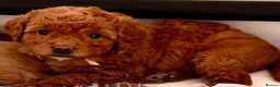Labradoodle dogs for sale: keiras red fox miniature labradoodles  - Advert 4