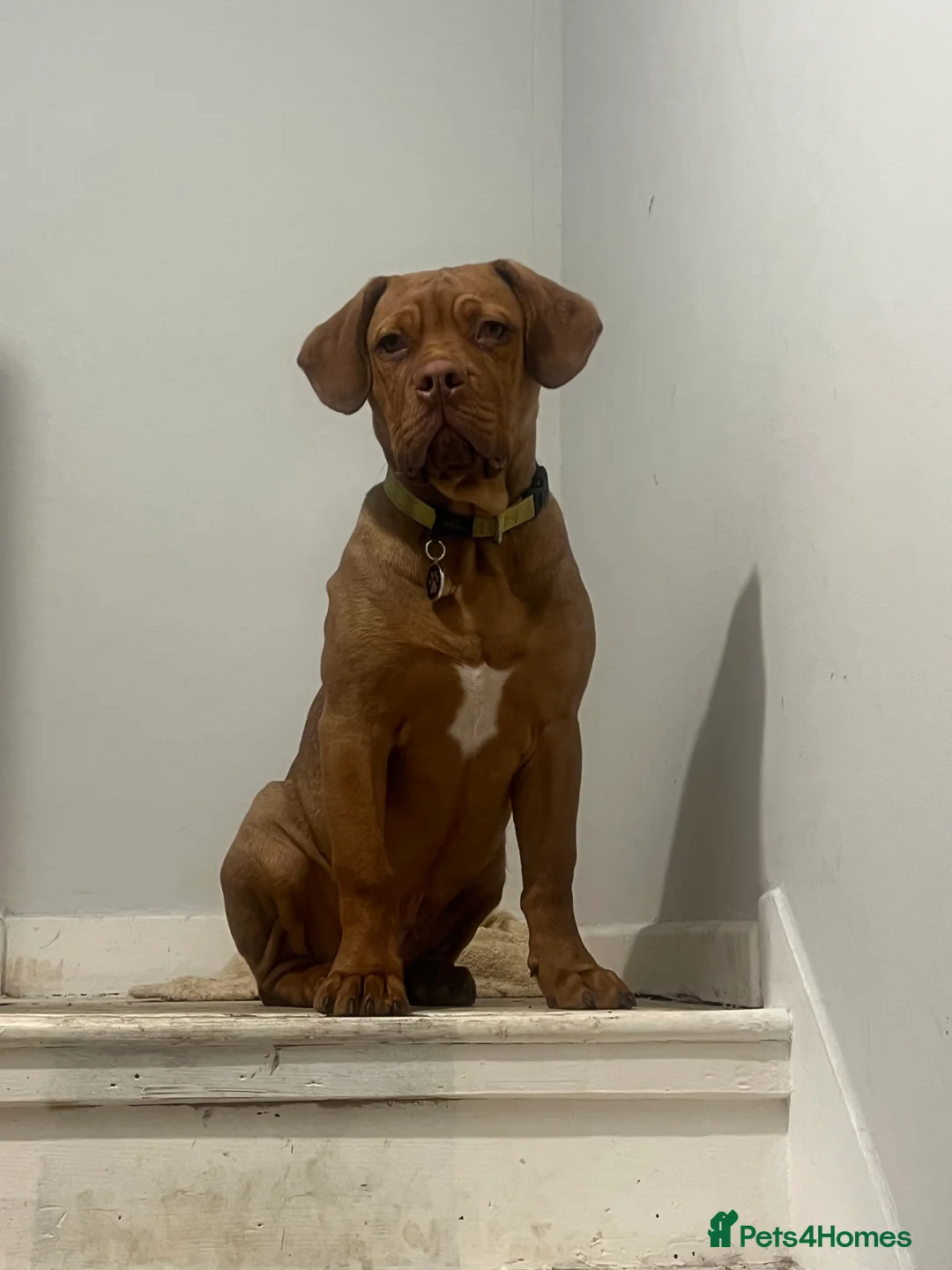 Mixed Breed dogs for sale: Dogue de Bordeaux Cross - Advert 1