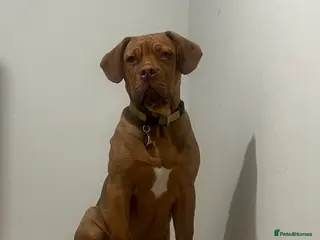 Mixed Breed dogs Dogue de Bordeaux Cross - Advert 1