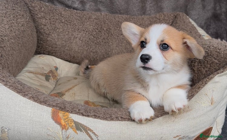 Welsh Corgi Pembroke dogs - Advert 1