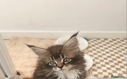 Maine Coon cats for sale: Tica registered maine coon kitten - Image 11