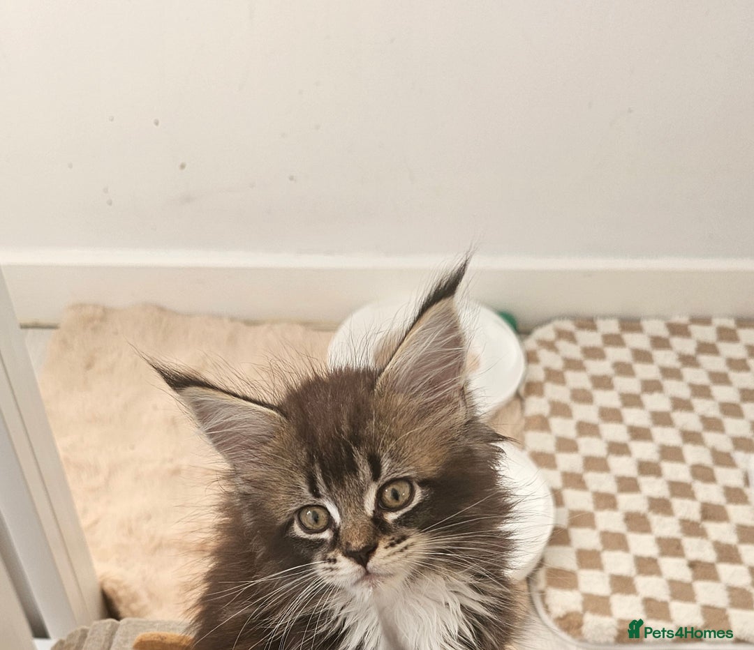 Maine Coon cats for sale: Tica registered maine coon kitten - Image 11