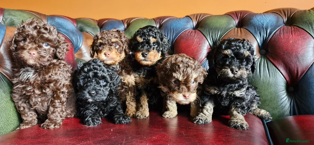 Cavapoo dogs for sale: Gorgeous f1bb Cavapoo pups. Health tested parents  - Advert 2