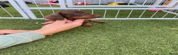 Miniature Dachshund dogs for sale: 6 beautiful miniature dachshund  in Wickford - Advert 7