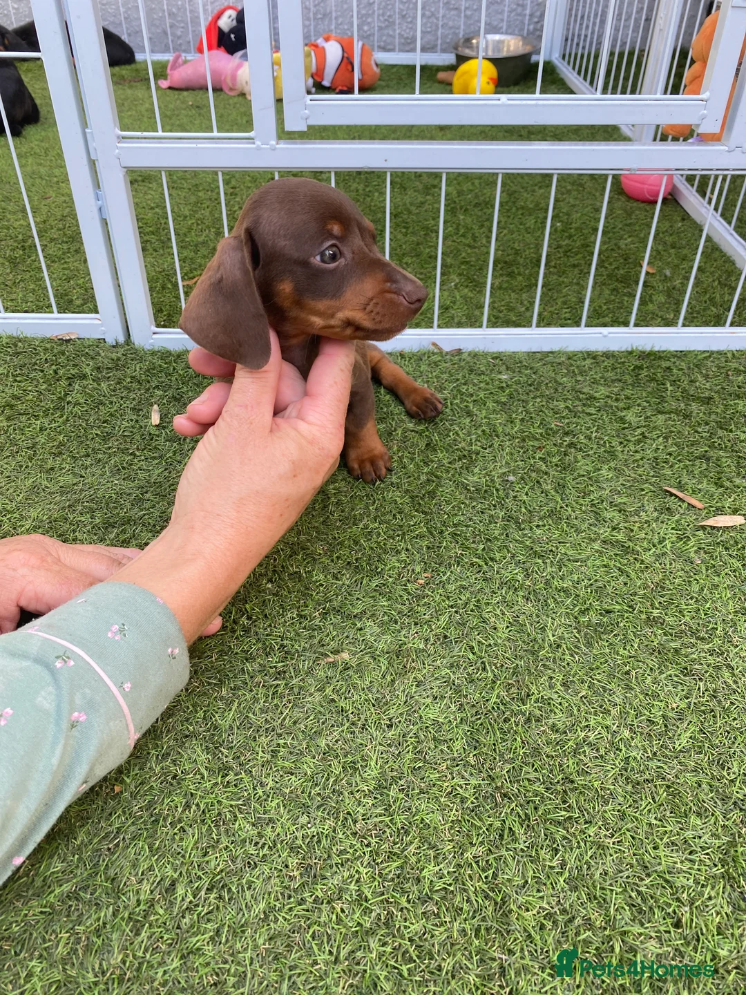 Miniature Dachshund dogs for sale: ⭐️Reduced⭐️6 beautiful miniature dachshund  - Advert 37