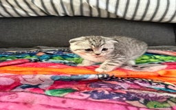 Scottish Fold cats for sale: 5 beautiful Scottish fold kittens  - Advert 3