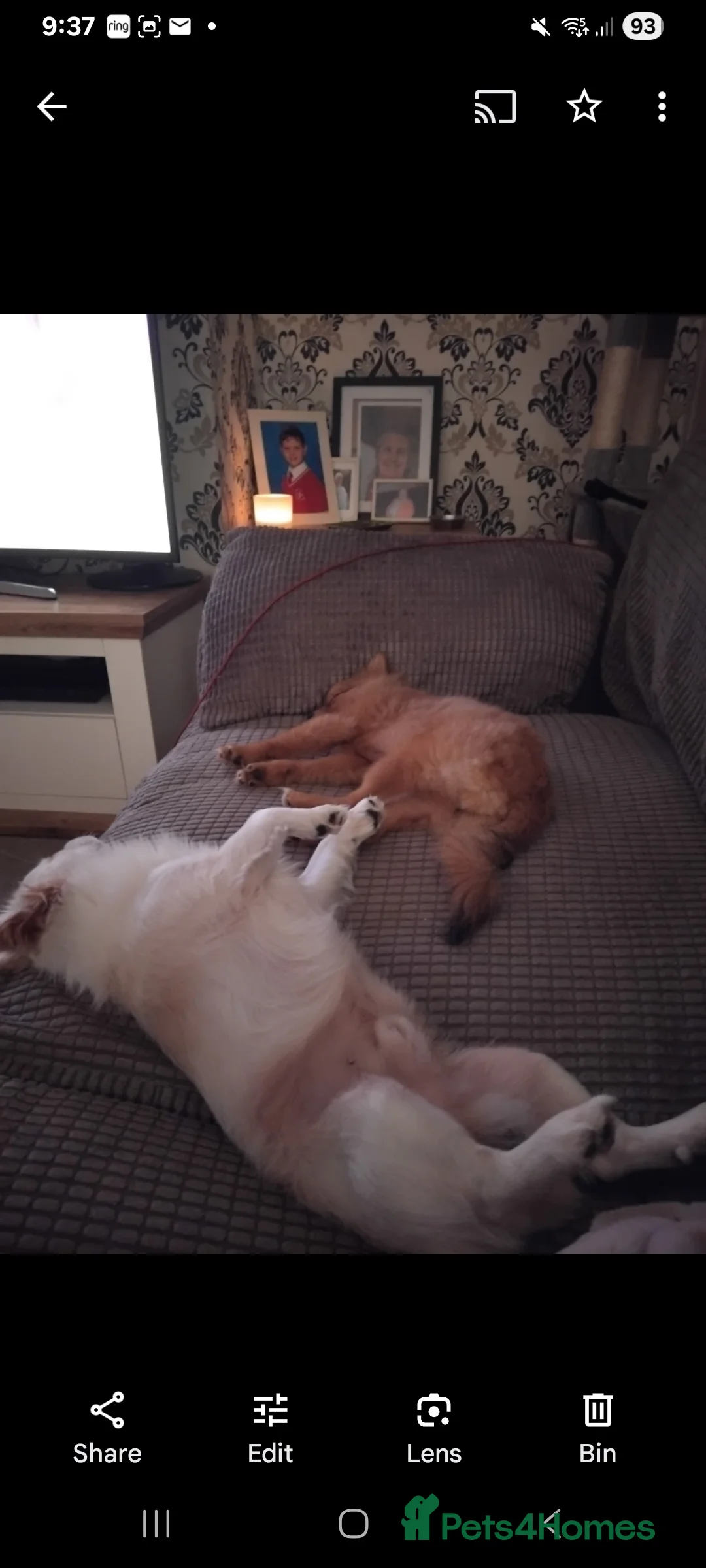 Pomchi dogs for sale: Pomchi puppies - Advert 28