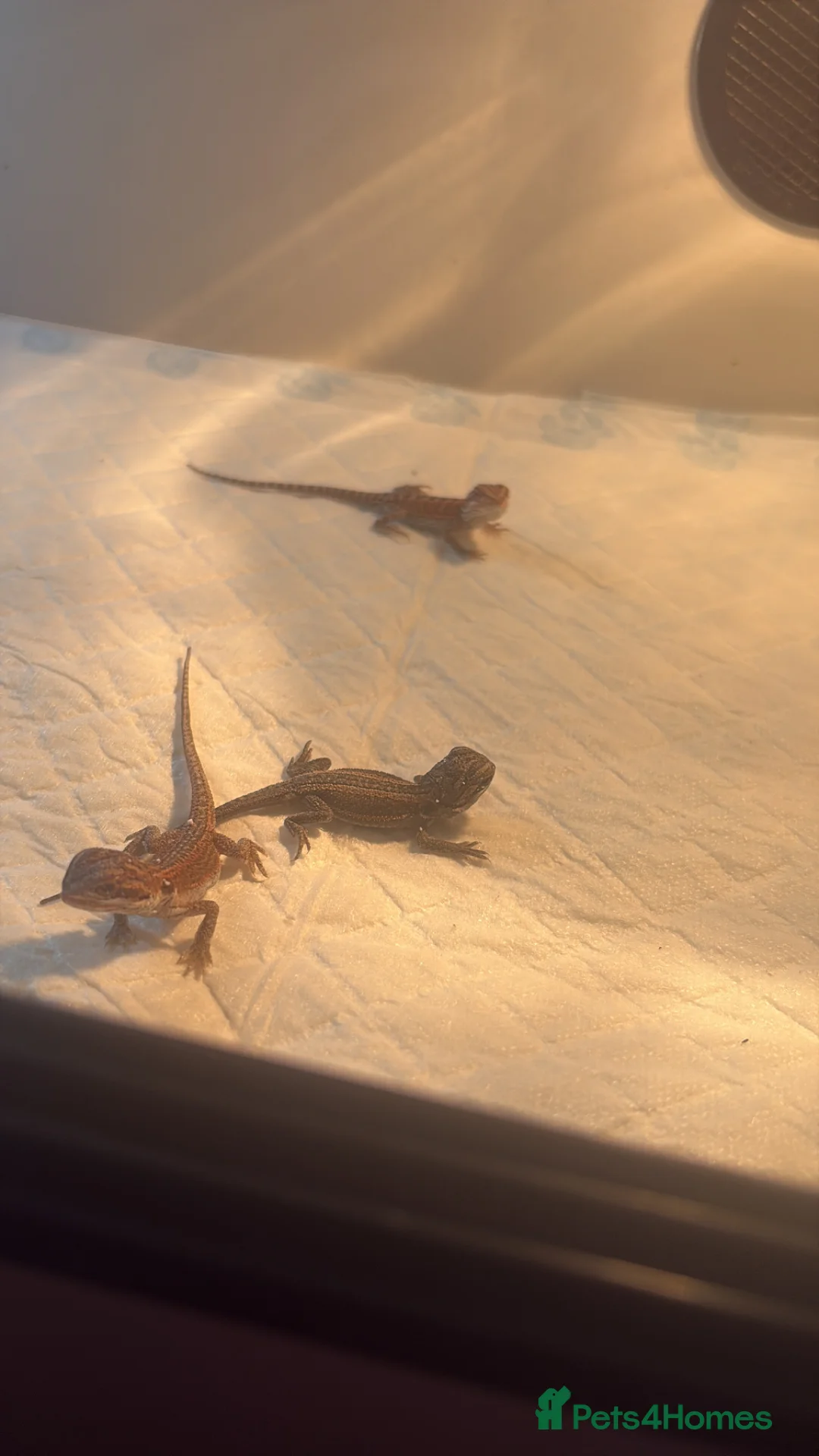 Bearded Dragon reptiles for sale: 🦎 beautiful G stripped dragons 🐉  - Advert 14