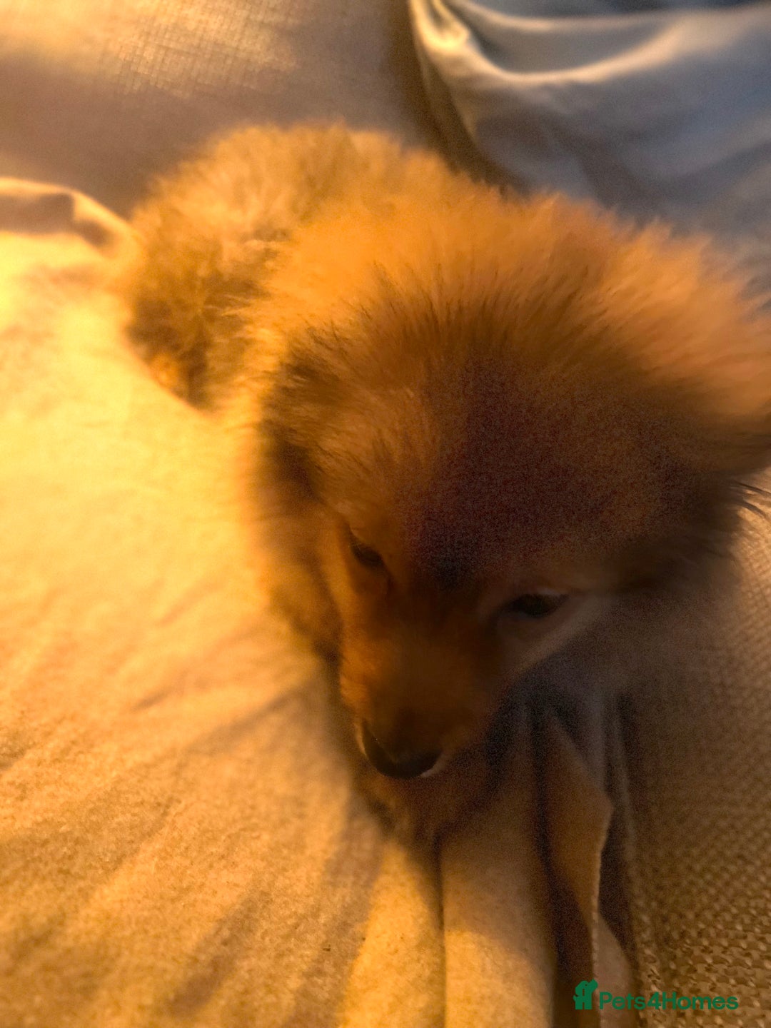 Mixed Breed dogs for sale: Forever Home Wanted  - Advert 6