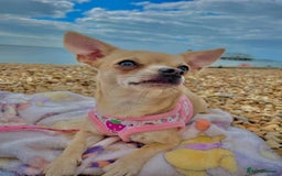 Chihuahua dogs for sale: Cute Chihuahua Pups - Image 13