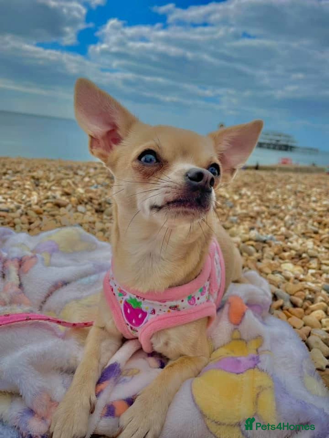 Chihuahua dogs for sale: Cute Chihuahua Pups - Image 13