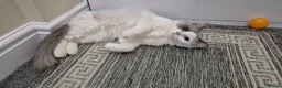 Ragdoll cats for sale: Beautiful Female Ragdoll Looking for a Loving Home - Advert 4