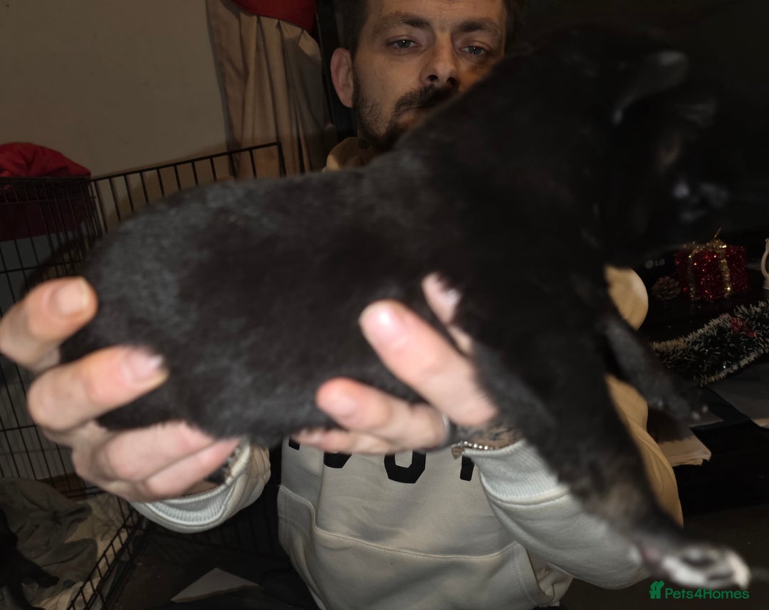 Belgian Shepherd Dog dogs for sale: Belgian malinois  - Advert 3