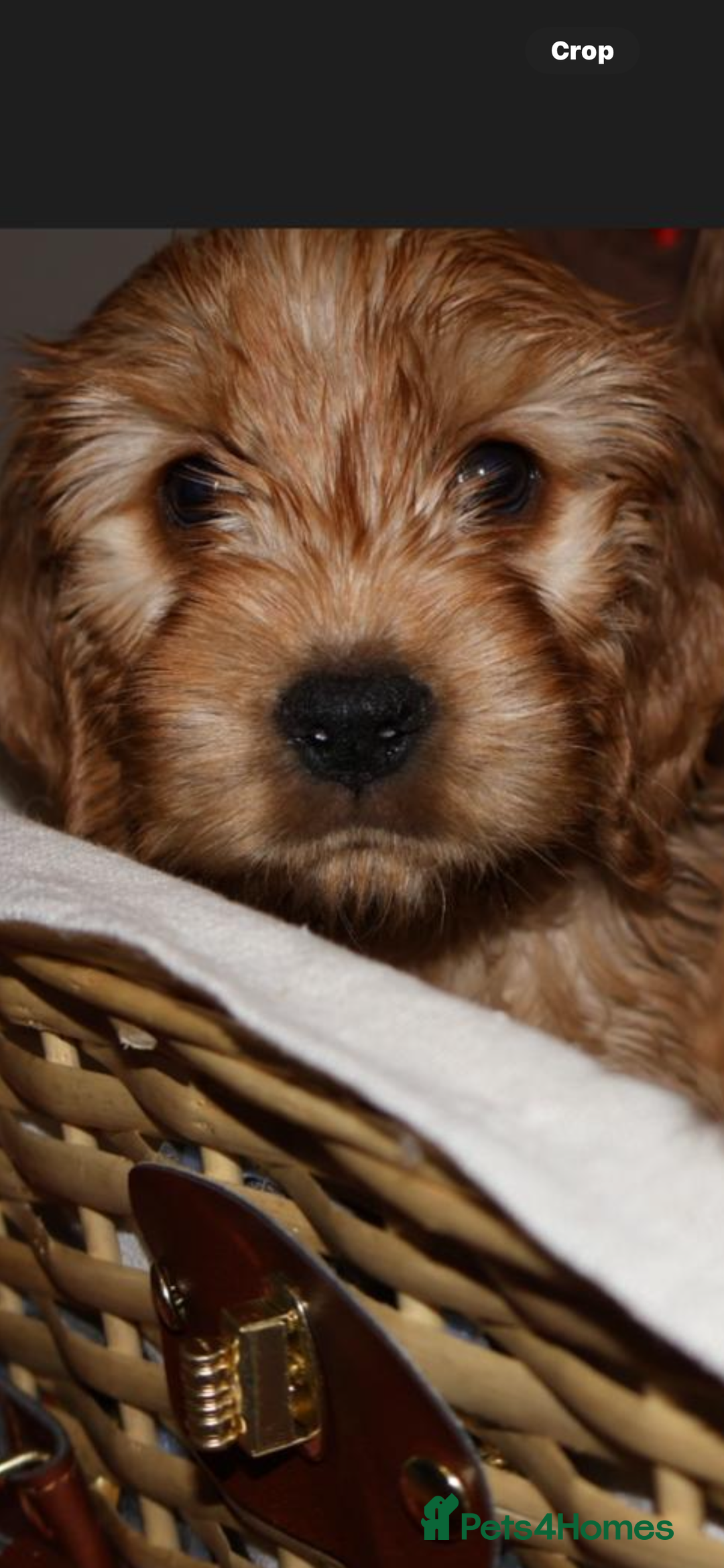 Cockapoo dogs for sale: F1 RARE VILLASPANIOL CHAMPION LINE  COCKAPOOS  - Advert 3